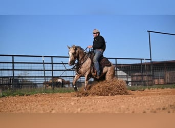 American Quarter Horse, Wałach, 7 lat, 150 cm, Izabelowata