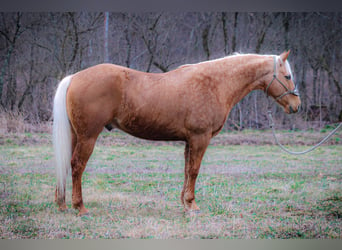 American Quarter Horse, Wałach, 7 lat, 150 cm, Izabelowata