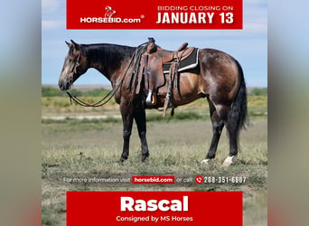 American Quarter Horse, Wałach, 7 lat, 150 cm, Jelenia