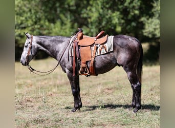 American Quarter Horse, Wałach, 7 lat, 150 cm, Siwa jabłkowita