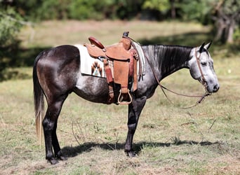 American Quarter Horse, Wałach, 7 lat, 150 cm, Siwa jabłkowita