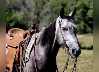 American Quarter Horse, Wałach, 7 lat, 150 cm, Siwa jabłkowita