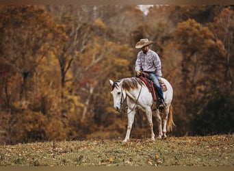 American Quarter Horse, Wałach, 7 lat, 150 cm, Siwa