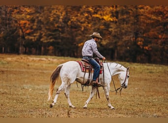 American Quarter Horse, Wałach, 7 lat, 150 cm, Siwa