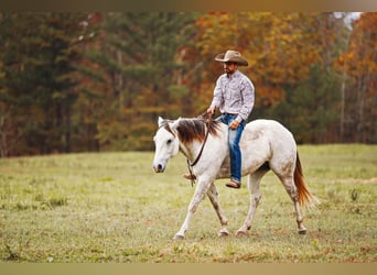 American Quarter Horse, Wałach, 7 lat, 150 cm, Siwa