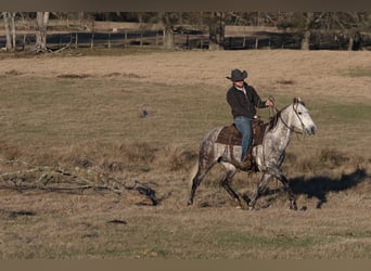 American Quarter Horse, Wałach, 7 lat, 150 cm, Siwa