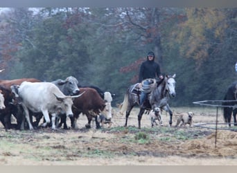 American Quarter Horse, Wałach, 7 lat, 150 cm, Siwa