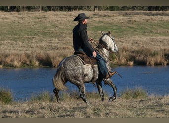 American Quarter Horse, Wałach, 7 lat, 150 cm, Siwa