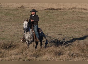 American Quarter Horse, Wałach, 7 lat, 150 cm, Siwa