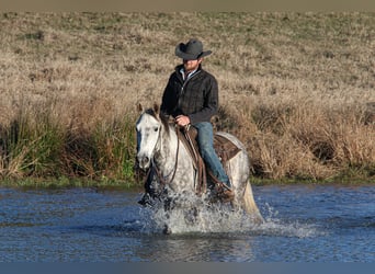 American Quarter Horse, Wałach, 7 lat, 150 cm, Siwa