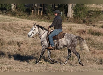 American Quarter Horse, Wałach, 7 lat, 150 cm, Siwa