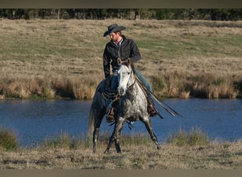 American Quarter Horse, Wałach, 7 lat, 150 cm, Siwa