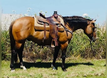 American Quarter Horse, Wałach, 7 lat, 152 cm, Bułana