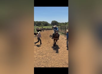 American Quarter Horse, Wałach, 7 lat, 152 cm, Ciemnogniada