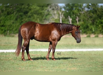 American Quarter Horse, Wałach, 7 lat, 152 cm, Ciemnokasztanowata