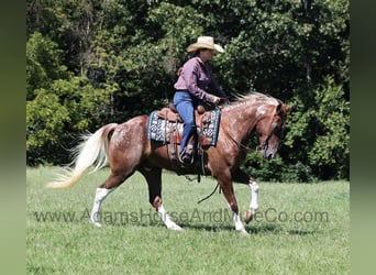 American Quarter Horse, Wałach, 7 lat, 152 cm, Ciemnokasztanowata