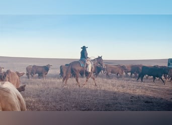 American Quarter Horse, Wałach, 7 lat, 152 cm, Cisawa