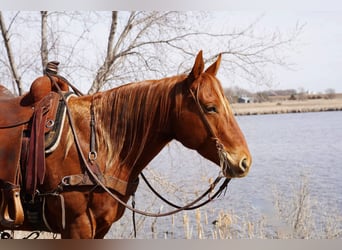 American Quarter Horse, Wałach, 7 lat, 152 cm, Cisawa