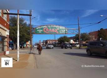 American Quarter Horse, Wałach, 7 lat, 152 cm, Gniada