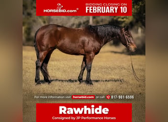 American Quarter Horse, Wałach, 7 lat, 152 cm, Gniada