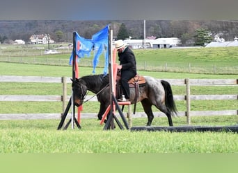 American Quarter Horse Mix, Wałach, 7 lat, 152 cm, Gniadodereszowata