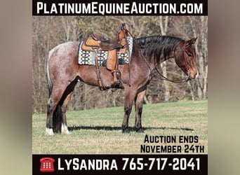 American Quarter Horse, Wałach, 7 lat, 152 cm, Gniadodereszowata