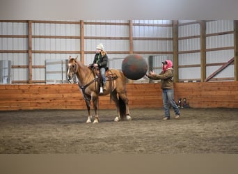 American Quarter Horse, Wałach, 7 lat, 152 cm, Grullo