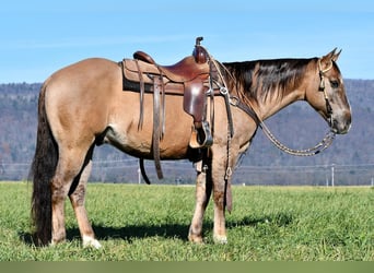 American Quarter Horse, Wałach, 7 lat, 152 cm, Grullo