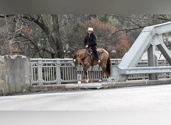 American Quarter Horse, Wałach, 7 lat, 152 cm, Grullo