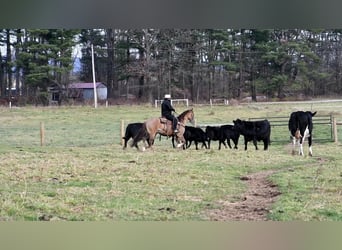 American Quarter Horse, Wałach, 7 lat, 152 cm, Grullo