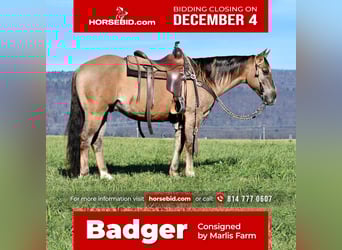 American Quarter Horse, Wałach, 7 lat, 152 cm, Grullo