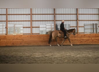 American Quarter Horse, Wałach, 7 lat, 152 cm, Grullo
