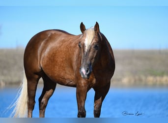 American Quarter Horse, Wałach, 7 lat, 152 cm, Izabelowata
