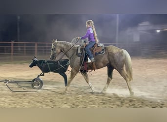 American Quarter Horse, Wałach, 7 lat, 152 cm, Izabelowata