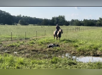 American Quarter Horse, Wałach, 7 lat, 152 cm, Izabelowata