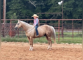 American Quarter Horse, Wałach, 7 lat, 152 cm, Izabelowata