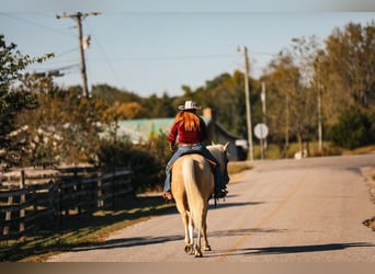 American Quarter Horse, Wałach, 7 lat, 152 cm, Izabelowata