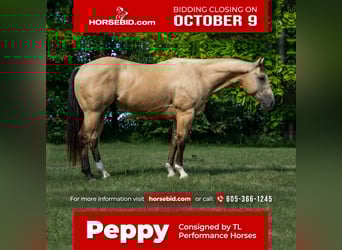 American Quarter Horse, Wałach, 7 lat, 152 cm, Jelenia