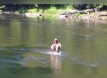 American Quarter Horse, Wałach, 7 lat, 152 cm, Kasztanowatodereszowata