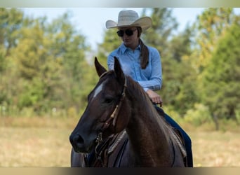 American Quarter Horse, Wałach, 7 lat, 152 cm, Kasztanowatodereszowata