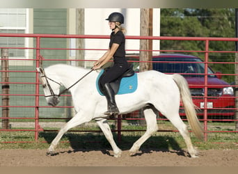 American Quarter Horse, Wałach, 7 lat, 152 cm, Siwa