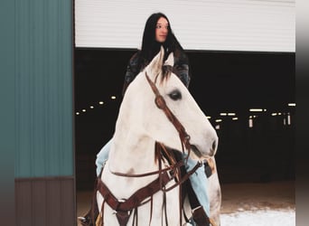 American Quarter Horse, Wałach, 7 lat, 152 cm, Siwa