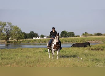 American Quarter Horse, Wałach, 7 lat, 152 cm, Tobiano wszelkich maści