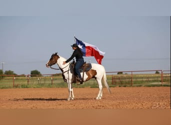 American Quarter Horse, Wałach, 7 lat, 152 cm, Tobiano wszelkich maści