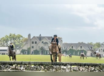 American Quarter Horse, Wałach, 7 lat, 153 cm, Gniadodereszowata