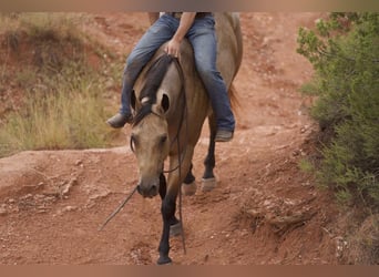 American Quarter Horse, Wałach, 7 lat, 155 cm, Bułana