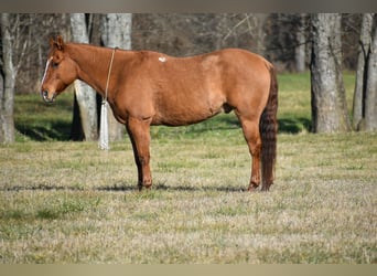 American Quarter Horse, Wałach, 7 lat, 155 cm, Bułana