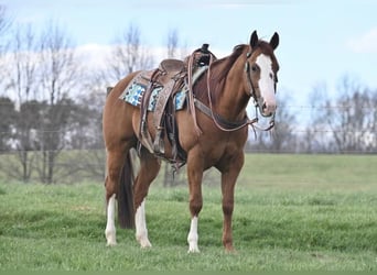American Quarter Horse, Wałach, 7 lat, 155 cm, Cisawa
