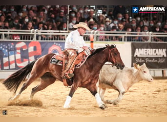 American Quarter Horse, Wałach, 7 lat, 155 cm, Gniada