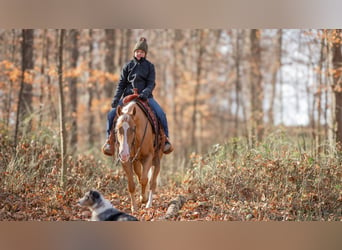 American Quarter Horse, Wałach, 7 lat, 155 cm, Izabelowata